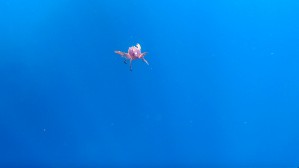 Little crab